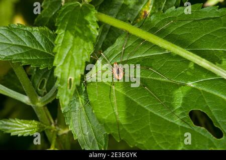 Vadnais Heights, Minnesota. John H. allison Forest. Eastern Daddy-Long-Legs oder Harvestmen Spinne, leiobunum vittatum sitzt auf grünem Blatt. Stockfoto