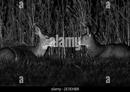 Maultier Hirsch, Odocoileus hemionus, nachts im Page Springs Campground, Frenchglen, Oregon, USA Stockfoto
