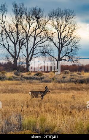 Mule Deer, Odocoileus hemionus, entlang der Centre Patrol Road in Malheur National Wildlife Refuge, Frenchglen, Oregon, USA Stockfoto