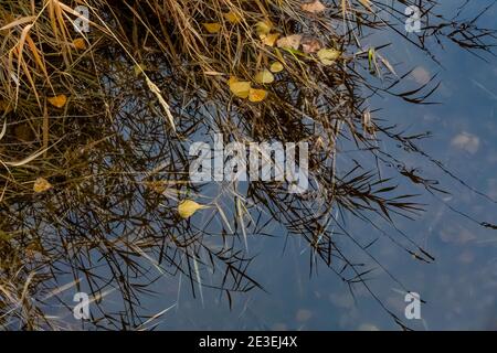 Rand eines Baches in Malheur National Wildlife Refuge, Frenchglen, Oregon, USA Stockfoto