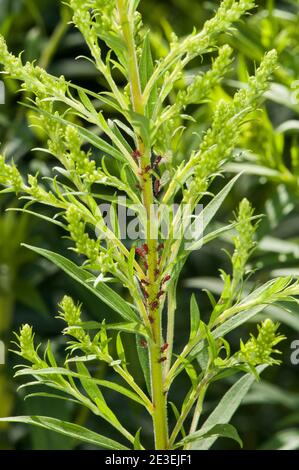 Balsam Lake, Wisconsin. Red Goldrute gegen Blattläuse, Uroleucon nigrotuberculatum, auf goldrute Anlage. Stockfoto