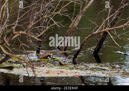 Vadnais Heights, Minnesota. Vadnais Lake Regional Park. Bisamratte, Ondatra zibethicus, Essen der Vegetation aus dem Bach. Stockfoto