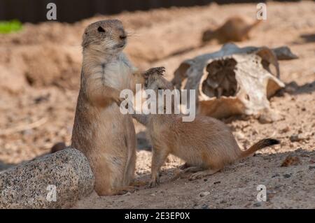 Apple Valley, Mn. Minnesota Zoo. Black Tailed Prairie Dog, Cynomys ludovicianus. Junger Präriehund sucht Aufmerksamkeit von den Eltern. Stockfoto