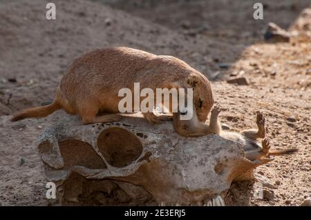 Apple Valley, Mn. Minnesota Zoo. Black Tailed Prairie Dog, Cynomys ludovicianus. Eltern pflegen die Jungen. Stockfoto