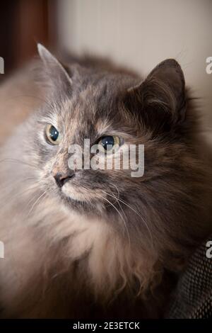 Langhaarige graue Katze, die auf einem ungefertigten Bett ruht Stockfoto