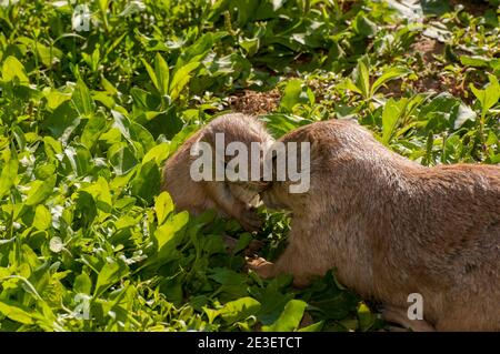 Apple Valley, Mn. Minnesota Zoo. Black Tailed Prairie Dog, Cynomys ludovicianus. Prairie Hund nuzzeling mit den Jungen. Stockfoto