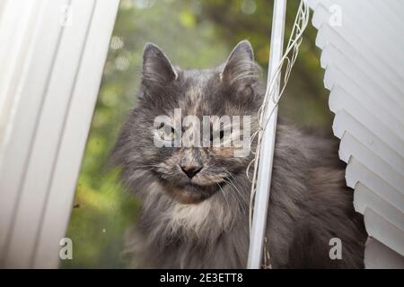 Hinterhältige Langhaar-graue Katze, die aus den Jalousien guckt Stockfoto