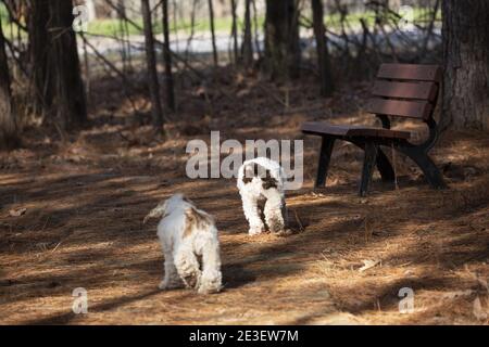 Paar braune und weiße Spaniel Hunde gehen gemächlich weg Stockfoto