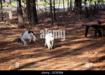Ein Paar braune und weiße Spaniel Hunde, die weg lopen Stockfoto