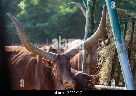 Watusi-Rinder mit riesigen Hörnern ernähren sich am Heu Trog Stockfoto