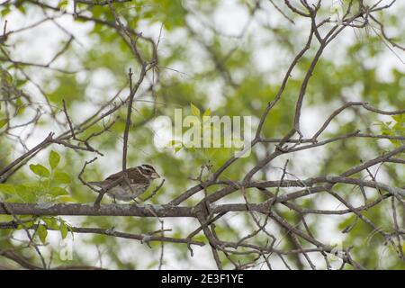 Vadnais Heights, Minnesota. John H. Allison Forest. Weiblicher rosenreiher Grosbeak, Pheucticus ludovicianus thront in einem Baum im Wald. Stockfoto