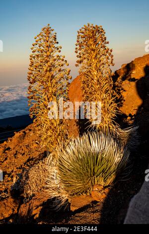 Maui, Hawaii. Silversword, 'Argyroxiphium sandmicense' auf dem Haleakala Krater bei Sonnenuntergang. Stockfoto