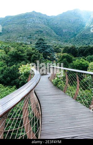 Baumwipfel Canopy Walkway im Kirstenbosch Botanic Garden - Aerial Boardwalk, von dem aus Sie den Tafelberg in Kapstadt, Südafrika, sehen können Stockfoto