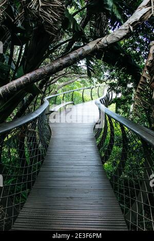 Baumwipfel Canopy Walkway im Kirstenbosch Botanic Garden - Aerial Boardwalk, von dem aus Sie den Tafelberg in Kapstadt, Südafrika, sehen können Stockfoto