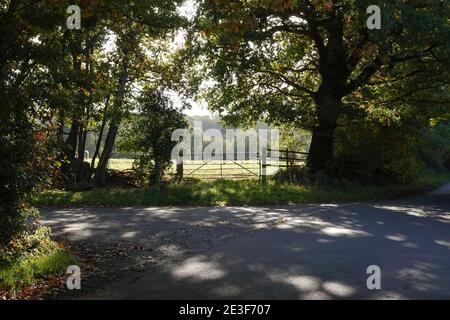 Eine ruhige Landstraße in England mit Blick durch die Schatten der Bäume auf den Feldern Stockfoto