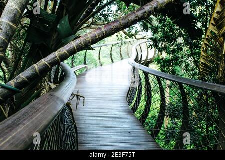 Baumwipfel Canopy Walkway im Kirstenbosch Botanic Garden - Aerial Boardwalk, von dem aus Sie den Tafelberg in Kapstadt, Südafrika, sehen können Stockfoto