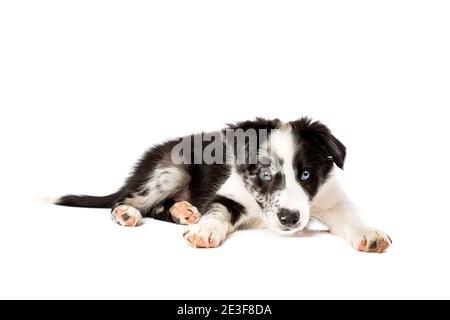 Border Collie Hund isoliert auf einem weißen Hintergrund Stockfoto