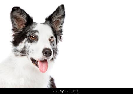 Border Collie Hund isoliert auf einem weißen Hintergrund Stockfoto