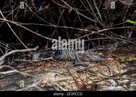 Copeland, Florida. Fakahatchee Strand State Preserve. Junger amerikanischer Alligator 'Alligator mississippiensis', der sich in der Sonne sonnt Stockfoto