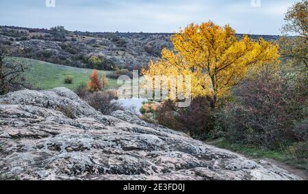 Herbst schöne vergilbte Vegetation und graue Steine mit mehrfarbigen bedeckt Flechten und Moos in der Natur Hügel und malerische Ukraine Stockfoto