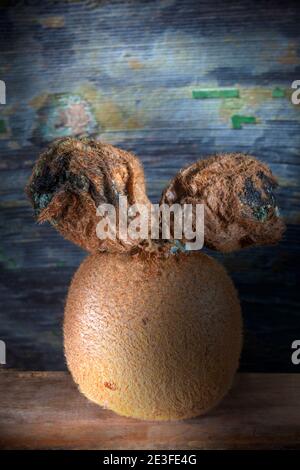 Makrofoto von gegossenen Haufen von drei Kiwi-Früchten, auf verfallener Holzhintergrund. Copyspace oben. Scheinwerferbeleuchtung. Stockfoto