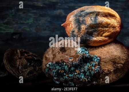 Getrocknete verfallene Zitrone auf rottengeformten Kiwi. Makro-Komposition Foto. Acid Reality. Dunkler Hintergrund. Stockfoto