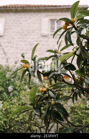 Nahaufnahme von japanischen Medlar-Zweigen vor dem Hintergrund eines Backsteinhauses. Stockfoto