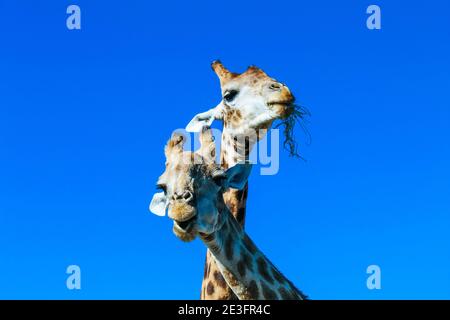 Zwei niedliche, junge Giraffen kauen auf Gras, isoliert auf blauem Himmel Hintergrund Stockfoto