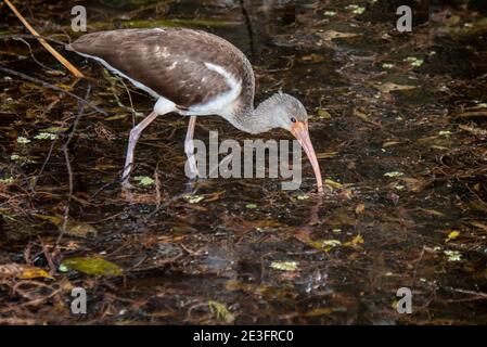 Naples, Florida. Korkenzieher Swamp Sanctuary. Unreife weiße Ibis, Eudocimus albus Fütterung im Sumpf. Stockfoto