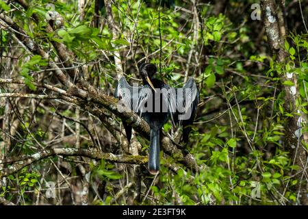 Naples, Florida. Korkenzieher Swamp Sanctuary. Erwachsener Rüde Anhinga, Anhinga anhinga, trocknet seine Flügel und preening in der Sonne in den everglades. Stockfoto