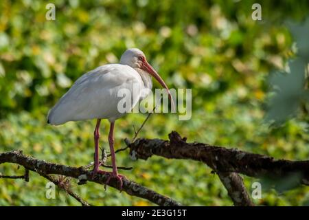 Naples, Florida. Korkenzieher Swamp Sanctuary. White Ibis, Eudocimus albus steht auf Zweig in den everglades. Stockfoto