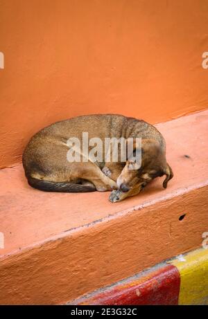 Straßenhund schläft auf einem Bürgersteig in Cartagena, Kolumbien Stockfoto