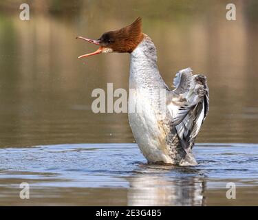 Gänsesäger (Mergus Prototyp) Stockfoto