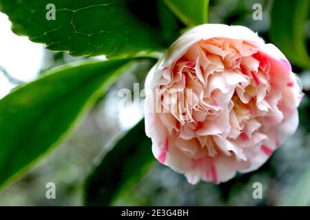 Camellia japonica ‘Chamäleon’ Camellia Chamäleon – Pfingstrose-Form weiße Kamelie mit unregelmäßigen rosa Markierungen, Januar, England, Großbritannien Stockfoto