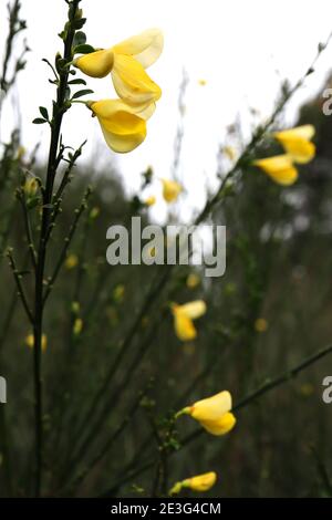 Cytisus scoparius Gemeiner Besen – gelbe erbsenartige Blüten auf hohen grünen Stielen, Januar, England, Großbritannien Stockfoto