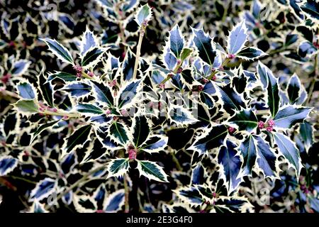 Ilex aquifolium ‘Elegantissima’ Holly Elegantissima – ovale, stachelige dunkelgrüne Blätter mit cremefarbenem Rand, Januar, England, Großbritannien Stockfoto
