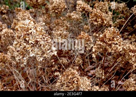 Hortensia paniculata getrocknete Blütenköpfe getrocknete konische Hortensia-Blütenköpfe, Januar, England, Großbritannien Stockfoto