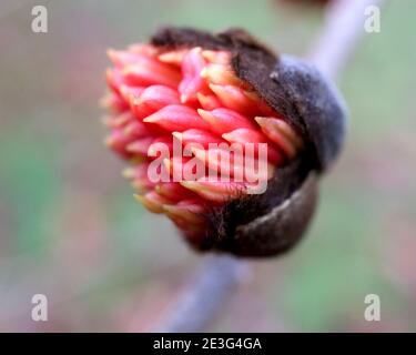 Parrotia persica Persian Ironwood - kleine dichte Haufen roter Staubgefäße, die einer Blume ähneln, Januar, England, Großbritannien Stockfoto