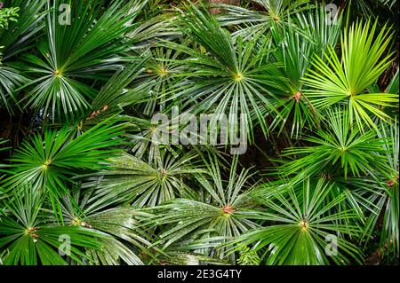 Chinesische Windmühle palm Stockfoto