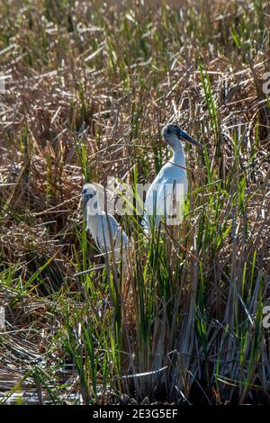 Florida. Ein Paar Waldstörche, Mycteria americana in den everglades ist eine staatlich gelistete gefährdete Art. Stockfoto