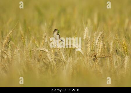 Zitting Cisticola (Cisticola juncidis) Erwachsene mit Heuschrecke im Schnabel sitzt auf Ähren von Getreide in Getreidefeld, Andalusien, Spanien Stockfoto