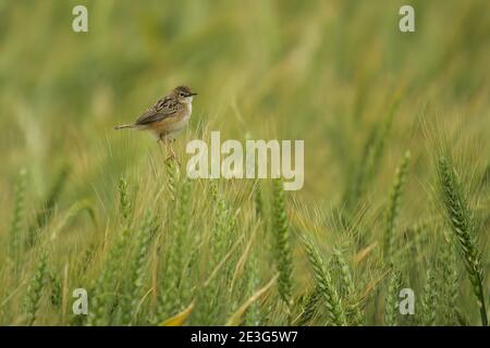 Zitting Cisticola (Cisticola juncidis) Erwachsene sitzen auf Ähren von Getreide in Getreidefeld, Andalusien, Spanien Stockfoto