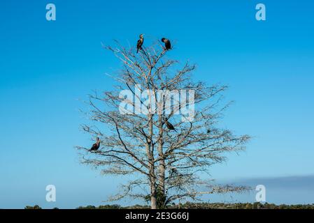 Florida. Vier Anhingas sitzen in einem kargen Baum in den everglades Einsaugen der Sonne. Stockfoto