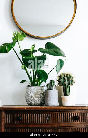 Gruppe von mehreren, verschiedenen Monstera- und Kaktuspflanzen auf einem Holztisch vor einer weißen Wand Stockfoto