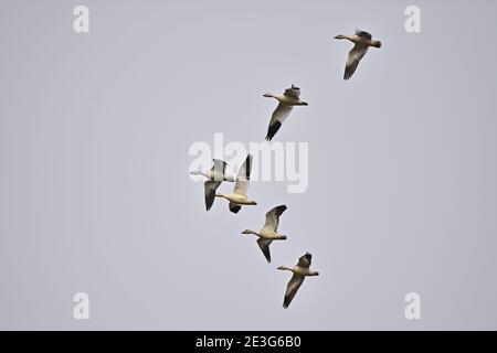 Ein Pump von Schneegänsen - Sacramento NWR Stockfoto