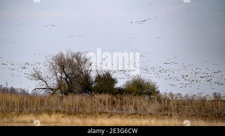 Ein Pump von Schneegänsen - Sacramento NWR Stockfoto