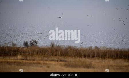 Ein Pump von Schneegänsen - Sacramento NWR Stockfoto