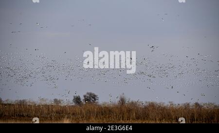 Ein Pump von Schneegänsen - Sacramento NWR Stockfoto