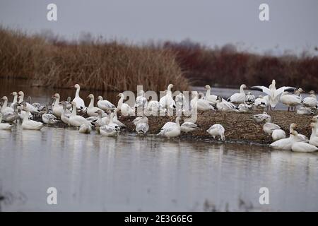 Ein Gaggle von Schneegänsen Stockfoto