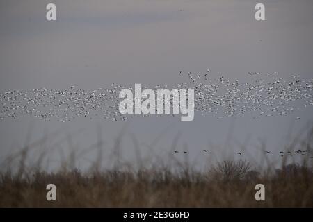 Ein Pump von Schneegänsen - Sacramento NWR Stockfoto